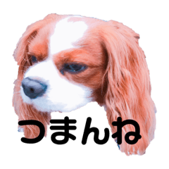 [LINEスタンプ] 孤高のキャバリア犬、その名はジャック