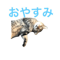 [LINEスタンプ] 近所の猫ぽんたくんのスタンプ（猫写真）