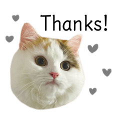 [LINEスタンプ] 猫のコムギスタンプ ②