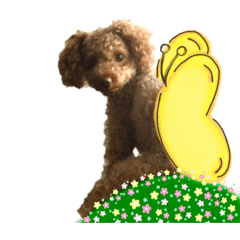 [LINEスタンプ] トイプードルのハニちゃん