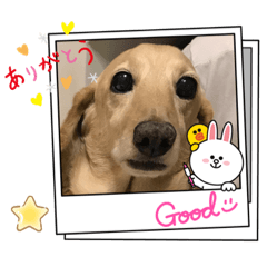 [LINEスタンプ] LINEキャラ＆ducks のコラボスタンプ