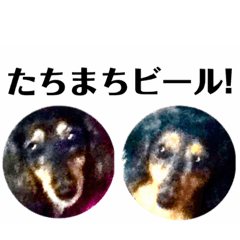 [LINEスタンプ] はっするさんご