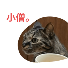 [LINEスタンプ] しーにゃんスタンプ②