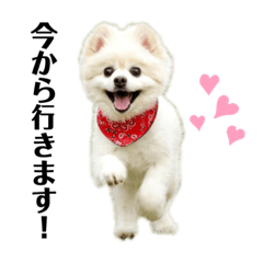 [LINEスタンプ] わんことハリネズミ