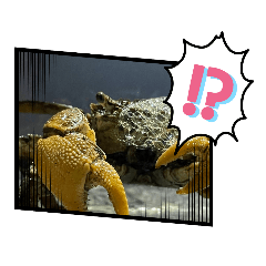 [LINEスタンプ] 俺らの趣味手帳(生き物マニアの集い)
