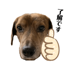 [LINEスタンプ] 愛犬ことらの使えるスタンプ(2)