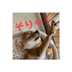 [LINEスタンプ] 豆柴の毎日使えるスタンプ第2弾