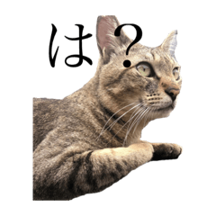 [LINEスタンプ] 近所の猫ぽんたくんのスタンプ2（猫写真）