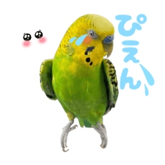 [LINEスタンプ] セキセイインコたちの平和な日常