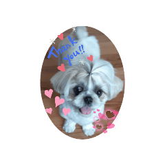 [LINEスタンプ] ちょんまげライくん