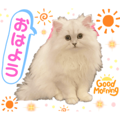 [LINEスタンプ] ななちゃんペルシャ猫