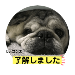[LINEスタンプ] パグのゴン太からご挨拶