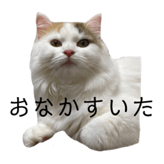 [LINEスタンプ] 猫のコムギスタンプ