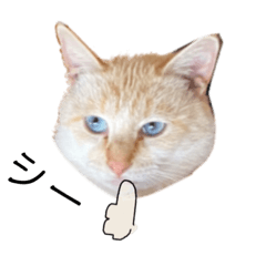 [LINEスタンプ] みんな大好き癒し猫3