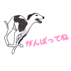 [LINEスタンプ] ウィペット！日常いっぱい