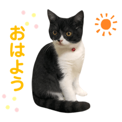 [LINEスタンプ] 我が家のハチワレ⁉︎君【日常使い】編