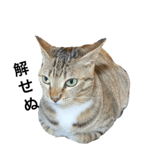 [LINEスタンプ] タマきちタマ三郎