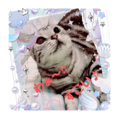 [LINEスタンプ] にゃん⭐︎スタドル