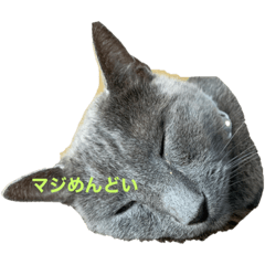 [LINEスタンプ] 猫 灰色