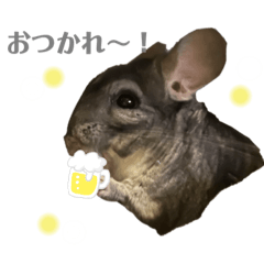 [LINEスタンプ] チンチラのぽんちゃん