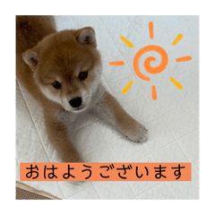 [LINEスタンプ] 柴犬のさんちゃんスタンプ