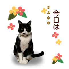 [LINEスタンプ] ハチワレ猫時々サビ猫のカスタムスタンプ