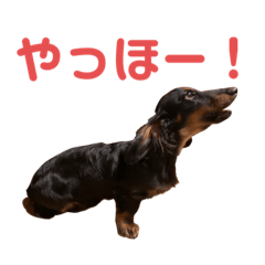 [LINEスタンプ] 黒ダックスくんの日常3