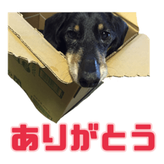 [LINEスタンプ] 箱犬の日常(ダックスフンド)