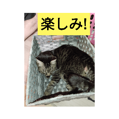 [LINEスタンプ] かんたぁCHスタンプ2 ねこ