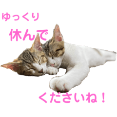 [LINEスタンプ] CAT  スタンプ