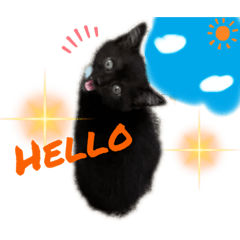 [LINEスタンプ] おまめ(黒猫)
