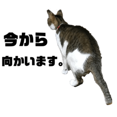 [LINEスタンプ] とある家のネコ