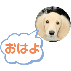 [LINEスタンプ] カニンヘンダックスフンド挨拶