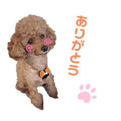 [LINEスタンプ] SORA the Toy poodle