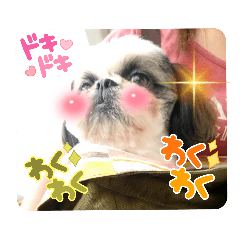 [LINEスタンプ] 我が家のシーズー犬もじゃ 22