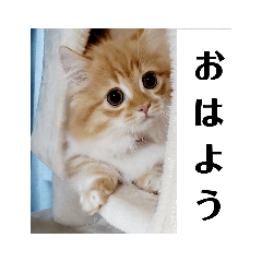 [LINEスタンプ] ミヌエットの仔猫のむぎちゃん