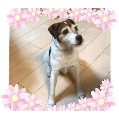 [LINEスタンプ] パーソンラッセルテリアのジュリアス