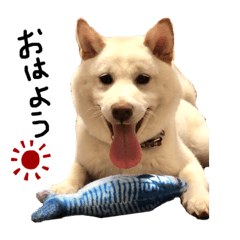 [LINEスタンプ] 大きくなりすぎた豆柴のおもち。の画像（メイン）