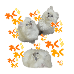 [LINEスタンプ] ダッチェスすたんぷ