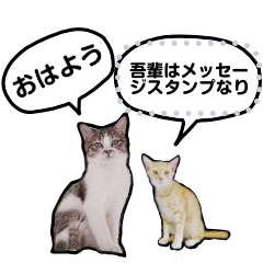 [LINEスタンプ] ネコとゴハンの小さいメッセージスタンプ