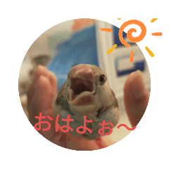[LINEスタンプ] 文鳥むぎちゃんいとちゃん