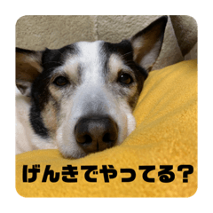 [LINEスタンプ] ハピハピかぞく