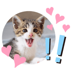 [LINEスタンプ] まゆ毛ネコのきな子