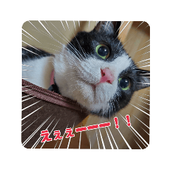 [LINEスタンプ] はちわれのももちゃん③