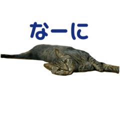 [LINEスタンプ] 柳沼家の猫