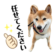 [LINEスタンプ] 柴犬チビのスタンプ