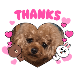[LINEスタンプ] プードルのアレキくん