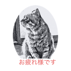 [LINEスタンプ] 野良猫チャット