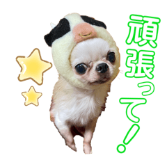 [LINEスタンプ] とびきりかわいい被り物達