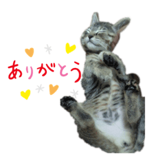 [LINEスタンプ] 猫のクッタ